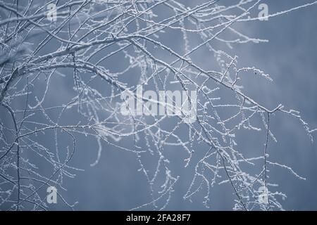 Frozen tree branches at winter morning time. Stock Photo