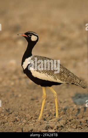 Black Korhaan, Eupodotis afra, Etosha National Park, Namibia Stock ...