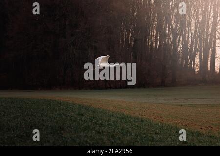 a gray heron flies over the field Stock Photo