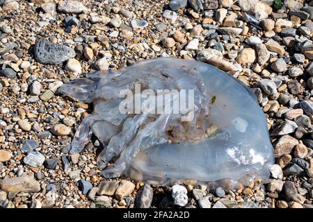 Fishguard, Pembrokeshire, UK. 22nd Apr, 2021. a sad sight of jellyfish washed upon the beach on world earth day Credit: Debra Angel/Alamy Live News Stock Photo