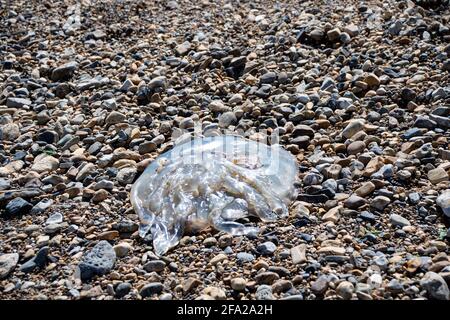 Fishguard, Pembrokeshire, UK. 22nd Apr, 2021. a sad sight of jellyfish washed upon the beach on world earth day Credit: Debra Angel/Alamy Live News Stock Photo