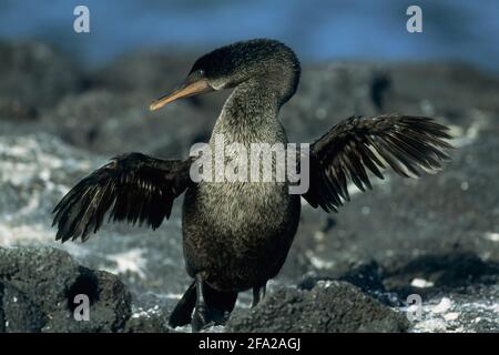 Flightless Cormorant Nannopterum harrisi Fernandina Island Galapagos BI004480 Stock Photo