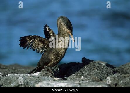 Flightless Cormorant Nannopterum harrisi Fernandina Island Galapagos BI004482 Stock Photo