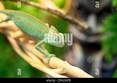 Chameleon sits on a branch in the jungle. Exotic green reptile jungle lizard chameleon resting on tropical vines in the jungle. High quality photo Stock Photo