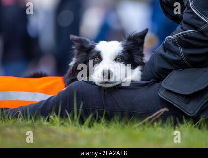 Schwerin, Germany. 22nd Apr, 2021. Border collie herding dog 'Flora' sits in front of shepherd Lisa Jerominski during a protest action by farmers against the further spread of wild wolves. The Farmers' Association of Mecklenburg-Western Pomerania called for the demonstration in front of the Ministry of Agriculture at the beginning of the Conference of Environment Ministers. The farmers oppose a further growing wolf population and demand the reduction of the predators. Credit: Jens Büttner/dpa-Zentralbild/dpa/Alamy Live News Stock Photo