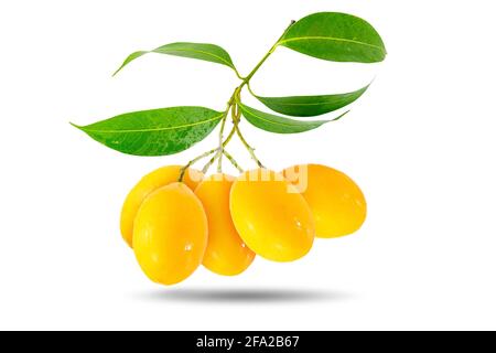 Group of ripe Marian Plums and green leaves in the same bunch isolated on white background. Stock Photo