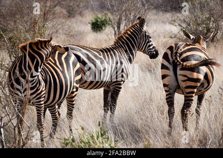 group of zebras in tsavo east national park Stock Photo