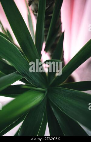 A yucca palm stands indoor in front of a pink curtain. Detail and medium shots show the beautiful green leafs and the trunk of the agave. Stock Photo