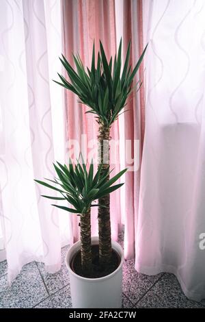 A yucca palm stands indoor in front of a pink curtain. Detail and medium shots show the beautiful green leafs and the trunk of the agave. Stock Photo