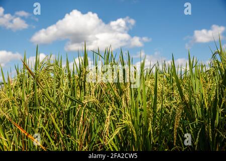 Rice field with ripe rice ready for harvesting. Blue sky with white clouds. Bali, Indonesia Stock Photo