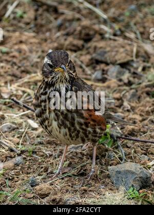 Redwing (Turdus iliacus), side view of an adult standing on a rock ...
