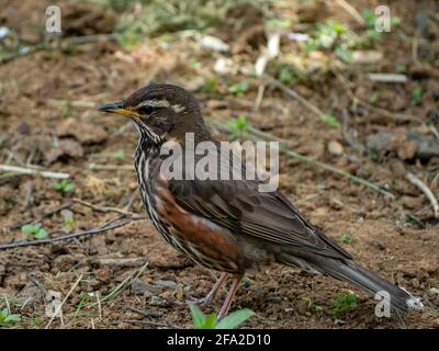 profile redwing searching for insect on the ground Stock Photo