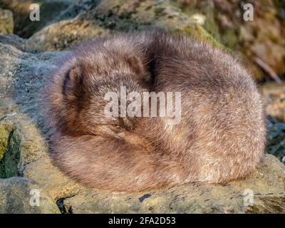 Icelandic Arctic Fox giving a one eyed peek while resting on a moss grown rock, Stock Photo
