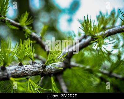 fresh needles sprouting on a Dahurian larch Stock Photo