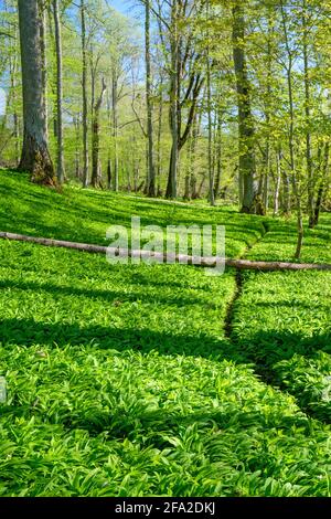 Footpath in a woodland with green wild garlic leaves Stock Photo