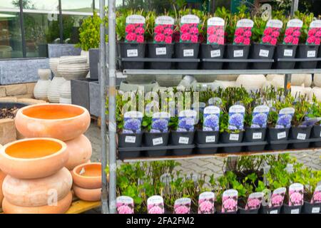 Sale of perennials lined up on shelves in the garden center, spring gardening Stock Photo