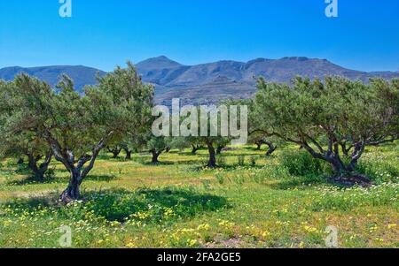 Blooming field with olive trees, Crete, Greek Islands, Greece, Europe ...