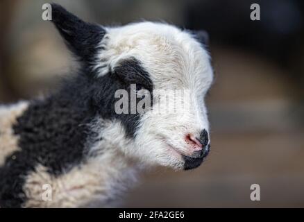 Black and white lamb, East Sussex, England Stock Photo