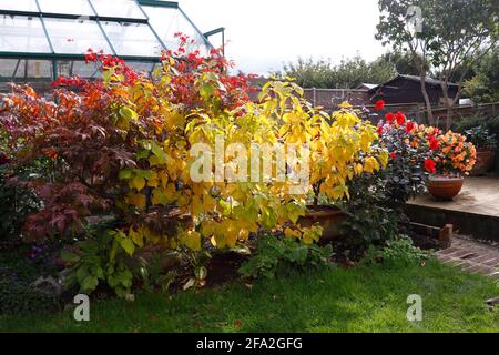 CORNUS SANGUINEA. MIDWINTER FIRE. DOGWOOD. AUTUMN Stock Photo