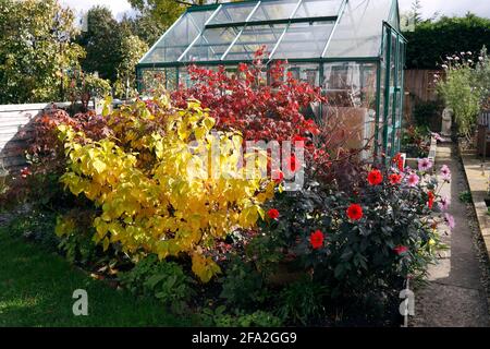 CORNUS SANGUINEA. MIDWINTER FIRE. DOGWOOD. AUTUMN Stock Photo