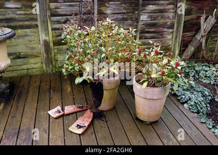 FROST DAMAGED GARDEN POT Stock Photo