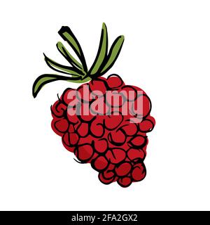 Hand drawn raspberry illustration isolated on white background. Stock Vector