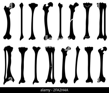 Set of human leg bones isolated on white Stock Photo