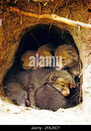 Red Fox in her den with fox cubs (Vulpes vulpes) Photo: Bengt Ekman / TT / code 2706 Stock Photo