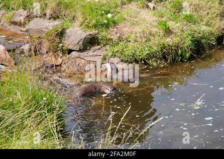 European otters (Lutra Lutra) swimming in a pond, Argyll, Scotland Stock Photo
