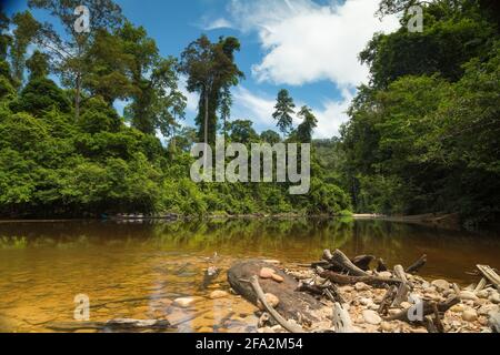 Landscape photograph of the Tembeling River and surrounding jungle, from the water's edge, in Malaysia National Park, also known as Taman Negara Malay Stock Photo