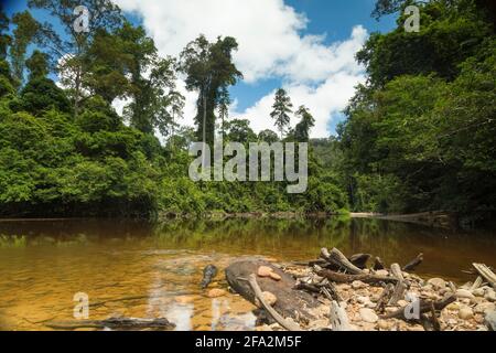 Landscape photograph of the Tembeling River and surrounding jungle, from the water's edge, in Malaysia National Park, also known as Taman Negara Malay Stock Photo