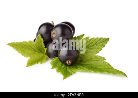 Bunch of blackcurrant with leaves on white background Stock Photo