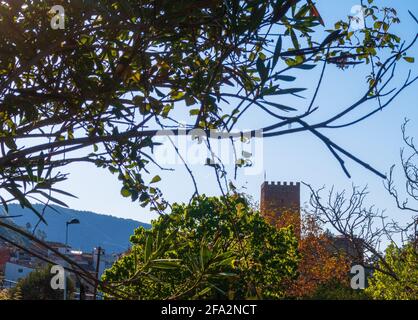 Branch with small leaves under a blue sky and Sot de Chera Castle in Spain Stock Photo