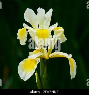 Iris Bila Katice Stock Photo