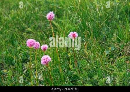 Flowers of Serpent grass (Seneca snakeroot). Caucasus. Medicinal hemostatic agent Stock Photo