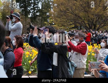 Tonami, Japan. 22nd Apr, 2021. Visitors take pictures at the '70th Tonami Tulip Fair' at the Tonami Tulip Park in Tonami, Toyama-Prefecture, Japan on Thursday, April 22, 2021. Three million colorful tulips in 600 different varieties are seen blooming in the park. Photo by Keizo Mori/UPI Credit: UPI/Alamy Live News Stock Photo