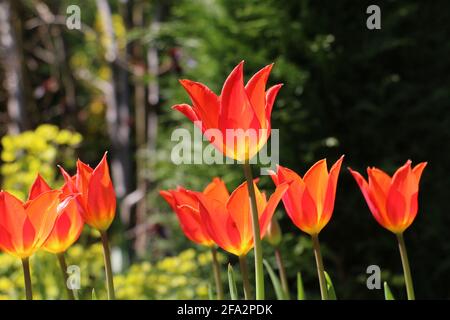 A group of sunlit orange tulips, Tulipa ballerina, lily-flowered tulip, blooming in springtime Stock Photo