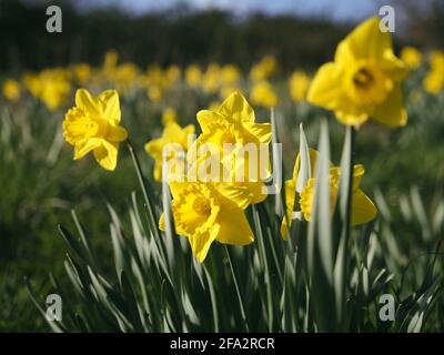 Bunch of Narcissus pseudonarcissus flowers blooming in the field Stock Photo