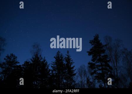 Black treetop silhouettes against a night sky full of stars Stock Photo