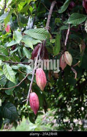 Dougaldston Estate Grenada Spice Plantation Cocoa Station Cocoa Pods Growing on Tree Stock Photo