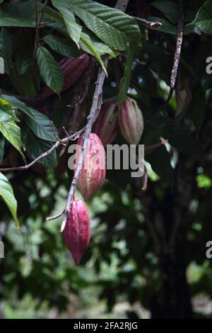 Dougaldston Estate Grenada Spice Plantation Cocoa Station Cocoa Pods Growing on Tree Stock Photo