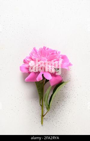 Pink peony flowers on white background. Festive vertical greeting card with flower for weddings, happy Women's day and Mothers day. Stock Photo