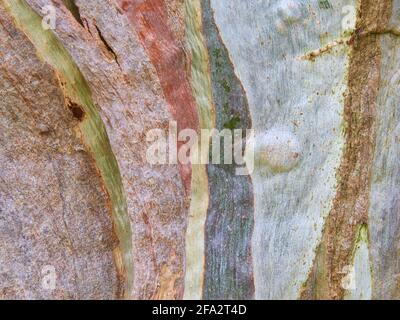 Red Gum Bark Stock Photo