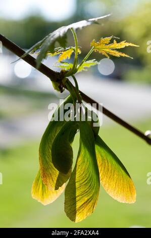 close up of maple tree samara, or winged seeds, backlight at spring Stock Photo