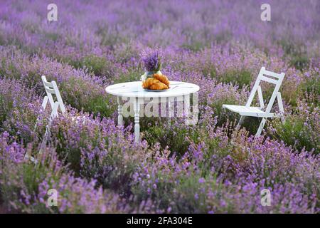 Beautiful decoration for date in lavender field full of blooming purple flowers. White wooden table and two chairs, decorated with fresh delicious croissants and glass vase with lavender bouquet. Stock Photo