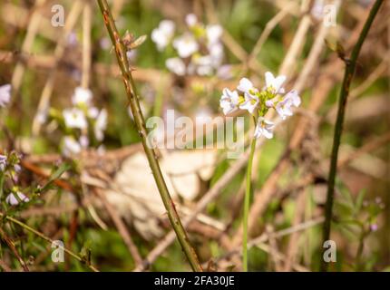 Cardamine pratensis, cuckoo flower, lady's smock, mayflower, milkmaids in spring flower Stock Photo