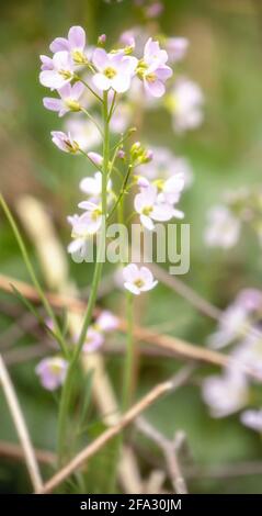 Cardamine pratensis, cuckoo flower, lady's smock, mayflower in bloom in an English spring Stock Photo