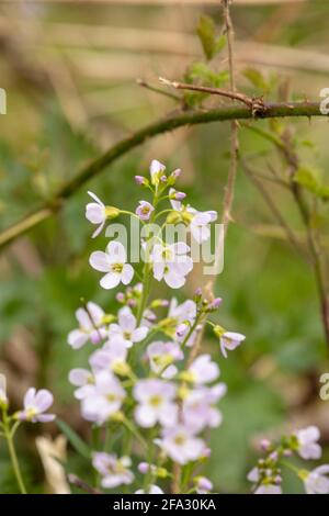 Cardamine pratensis, cuckoo flower, lady's smock, mayflower in bloom in an English spring Stock Photo