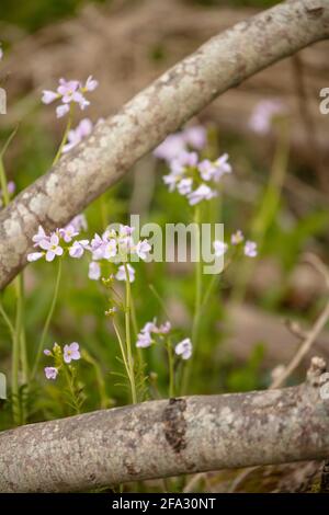 Cardamine pratensis, cuckoo flower, lady's smock, mayflower in bloom in an English spring Stock Photo