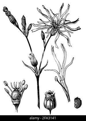 ragged-robin / Silene flos-cuculi, Syn. Lychnis flos-cuculi / Kuckucks-Lichtnelke (botany book, 1889) Stock Photo